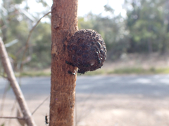 Apiomorpha strombylosa