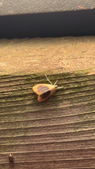 Glaphyria fulminalis