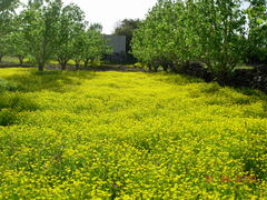 Ranunculus scandicinus
