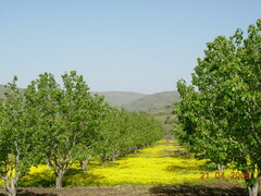 Ranunculus scandicinus