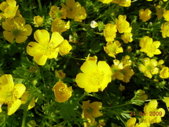 Ranunculus scandicinus