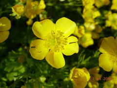 Ranunculus scandicinus