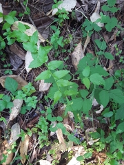 Campanula prenanthoides