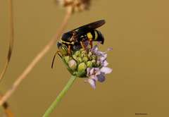 Bicyrtes insidiatrix