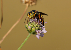 Bicyrtes insidiatrix