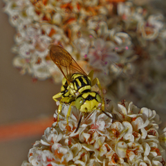 Philanthus multimaculatus
