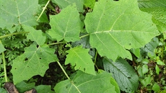 Solanum myriacanthum