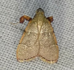 Basacallis tarachodes