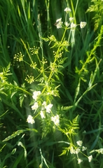 Sphallerocarpus gracilis