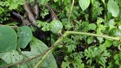 Solanum myriacanthum