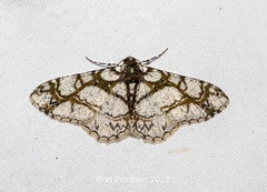 Myrioblephara marmorata