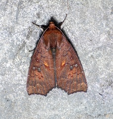Rusicada leucolopha