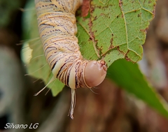 Truncaptera guatemalensis