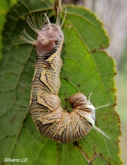 Truncaptera guatemalensis