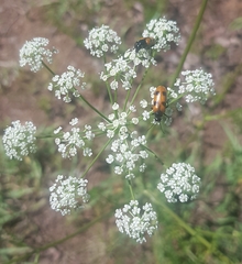 Sphallerocarpus gracilis