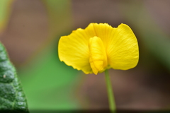Arachis duranensis