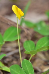 Arachis duranensis