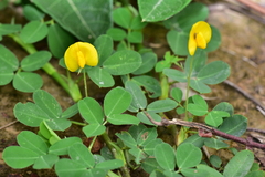 Arachis duranensis