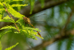 Aphylla angustifolia