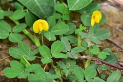 Arachis duranensis