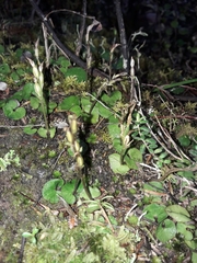 Acianthus sinclairii