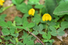 Arachis duranensis
