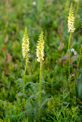 Pedicularis proboscidea