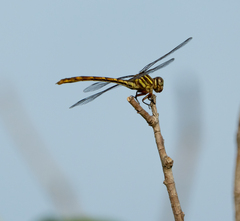 Aphylla angustifolia
