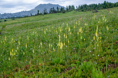 Pedicularis proboscidea