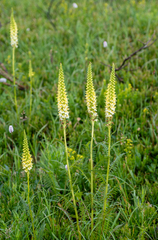 Pedicularis proboscidea