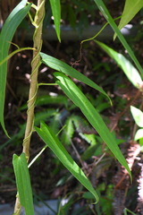 Dioscorea japonica