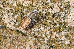 Ellipsoptera macra