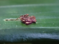 Arkys dilatatus