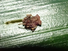 Arkys dilatatus