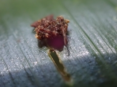 Arkys dilatatus