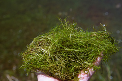 Najas indica