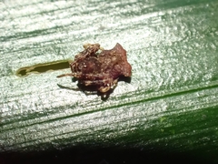 Arkys dilatatus