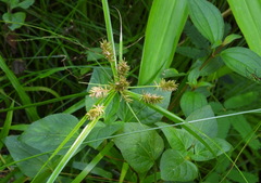 Cyperus cyperinus