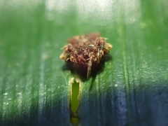 Arkys dilatatus