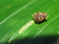 Arkys dilatatus