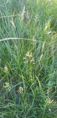 Poa attenuata