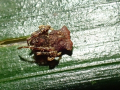 Arkys dilatatus