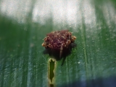 Arkys dilatatus