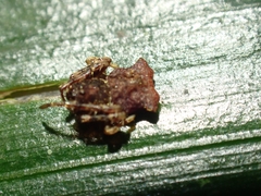 Arkys dilatatus