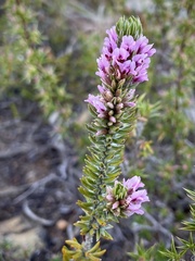 Amphithalea ericifolia