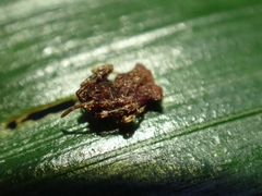Arkys dilatatus