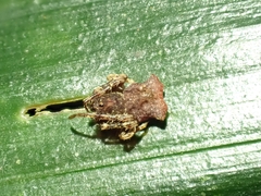Arkys dilatatus