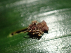 Arkys dilatatus