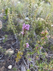 Amphithalea ericifolia