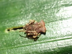 Arkys dilatatus